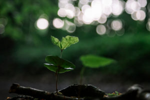 Young plant, back light Young plant, back light